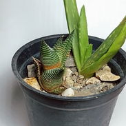 Plantas y Suculentas - Img 56571824