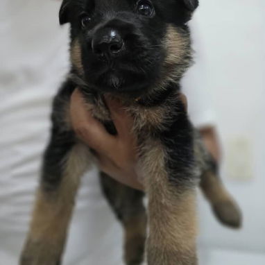 Variedades de cachorros.pastor aleman. Pastor belga malinoe.chihuahua.pequine.pitbull.yorky.boxer.pastor suizo..labrador - Img 126359760