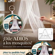 Mosquiteros - Img 57003557
