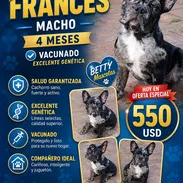 ((( BULLDOG FRANCÉS MACHO EN VENTA YA VACUNADO BETTY MASCOTAS WHATSAPP 52506841 )))) - Img 53265877