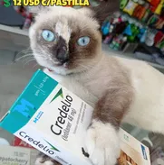 Credelio para gatos - Img 50164761
