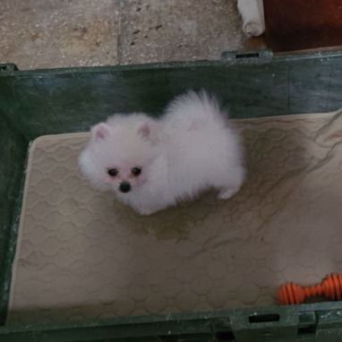 CACHORRAS DE RAZA POMERANIA 🐻 ♀️♀️🩷 - 6/6
