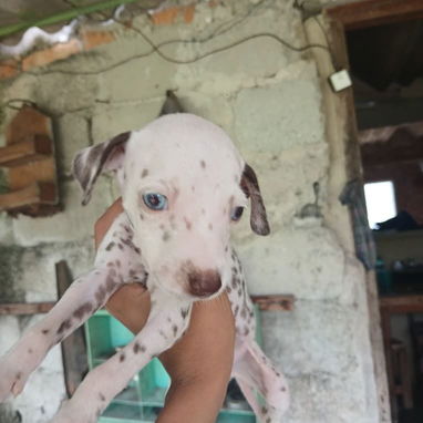 En venta perritos Dálmatas de raza 😍🐶🥰 - Img 123783595