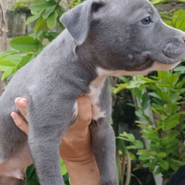 Disponibles.   Pitbull , Salchicha,shitzu , Labradora ,, Chihuahua , pastor belga Malinois, bulldog francés,53818081 - Img 124023252