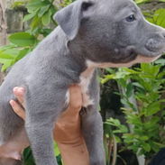 Tenemos , pitbull, Chihuahua, shitzu, labradora , Rottweiler, , Malinois, salchicha,entre otros ,llame al 53818081 - Img 55924210