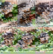 ((( YORKSHIRE TERRIER  MACHOS BETTY MASCOTAS WHATSAPP 52506841 )))) - Img 49543548