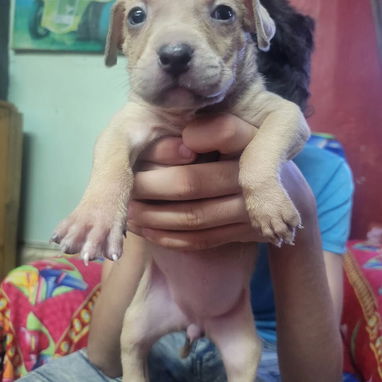 Variedad de perros de pura razas en perfecto estado - Img 117982067