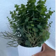 Planta decorativa artificial con maceta 🌿. Escríbeme al WhatsApp 56249037 - Img 54783339