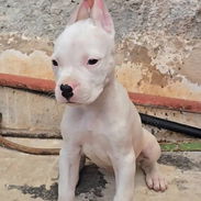 DOGO ARGENTINO,ambos sexos,en 450 USD o equivalente,TENGO MENSAJERÍA,tienen 65 días y están desparacitados - Img 55469405
