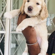 ❤️ HERMOSAS CACHORRAS COCKER SPANIELS ❤️ - Img 56173507