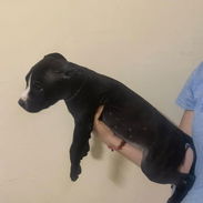 Cachorros de pitbull - Img 55532321