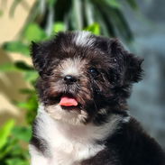 😍 HERMOSO CACHORRO BICHON HABANERO 😍 - Img 57911623
