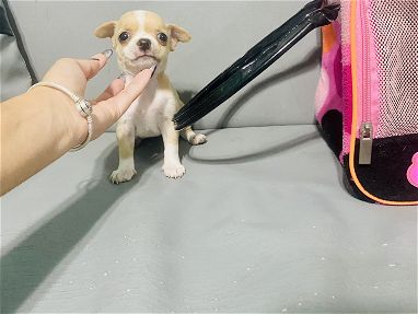 Preciosa Chihuahua Hembrita - Img 65742338