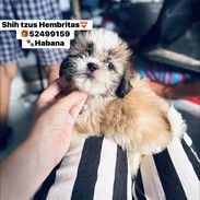 💝Hermosas Shih tzus hembritas excelente genética saludables cariñosas historia clínica mensajería gratis - Img 56405637
