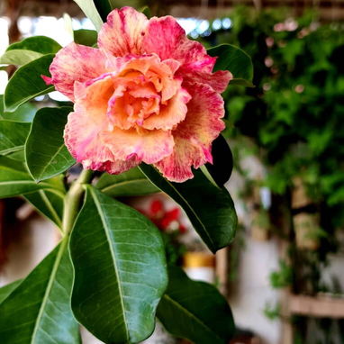 Los más espectaculares Adenium o Rosas del desierto - 3/8