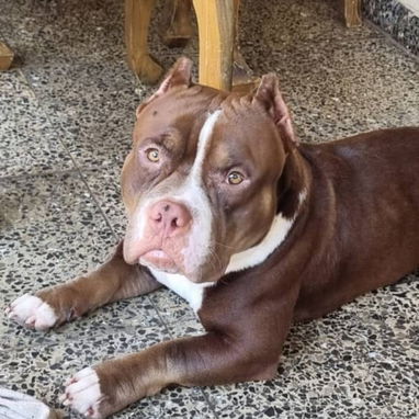 PITBULL,hembra,en 300 USD o equivalente,TENGO MENSAJERÍA,tiene 40 días,desparacitada,PADRE BULLY Y MADRE PITBULL - Img 126448138