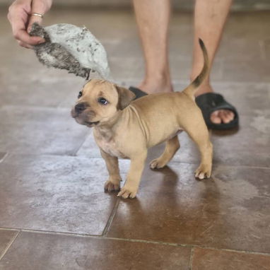PITBULL,hembra,en 300 USD o equivalente,TENGO MENSAJERÍA,tiene 40 días,desparacitada,PADRE BULLY Y MADRE PITBULL - Img 126448092