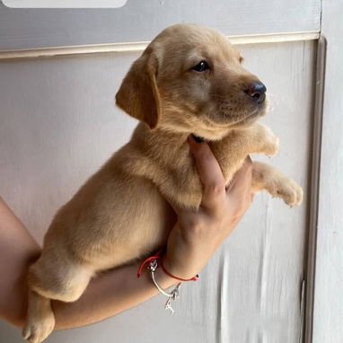 Hermosos cachorros labrador retriever 🐾 - Img 125693295