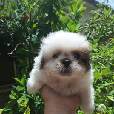 🐶✨ Venta de Cachorros (shih tzu) ✨🐶 - Img 126047474