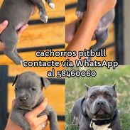 Cachorros pitbull - Img 56213068