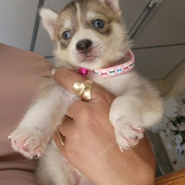HUSKY SIBERIANO,hembra,en 150 USD o equivalente en moneda nacional,TENGO MENSAJERÍA,tiene 50 días y está desparacitada - 2/3