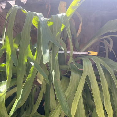 Vendo objetos antiguos varios q ganan más valor con el tiempo - Img 114765332