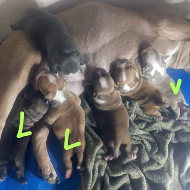 CACHORROS AMERICAN BULLY POCKET - 4/7