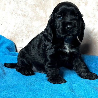 Cocker Spaniel - 3/3