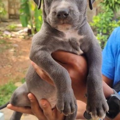 💜💜💜* 🐶 PITBULL AZUL  AMBOS SEXOS VARIEDAD DE COLORES WHATSAPP  58746643... 💜💜💜. - Img 125684788