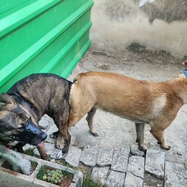 Vendo Cachorros - Img 125977803