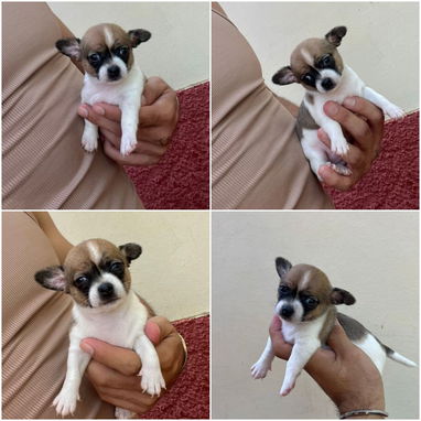 💜💜💜* 🐶¿BUSCAS UN CACHORRO?* EN BETTY MASCOTAS TE AYUDAMOS A ENCONTRAR TÚ FIEL COMPAÑERO WHATSAPP 52506841  💜💜💜 - Img 122643055