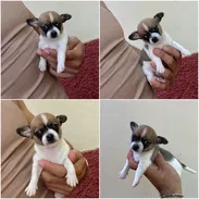 ((( CHIHUAHUAS AMBOS SEXOS  BETTY MASCOTAS WHATSAPP 52506841 ))) - Img 55650394