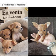 Chihuahuas de Bolsillo en venta - Img 58153675