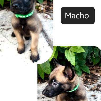 PASTOR BELGA MALINOIS - Img 122781722