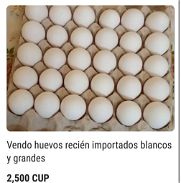Huevos blancos grandes recién importados - Img 45925965