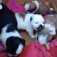 SHIH TZU,ambos sexos,en 250 USD o equivalente(ACEPTO TRANSFERENCIA)TENGO MENSAJERÍA,tienen 30 días y están desparacitado - Img 55566560