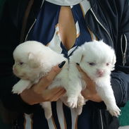 Pequines en venta hembras y varones - Img 53481539