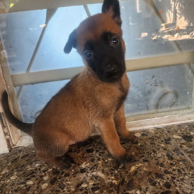 Vendo cachorros desparacitados malinois 56891683 - 3/3