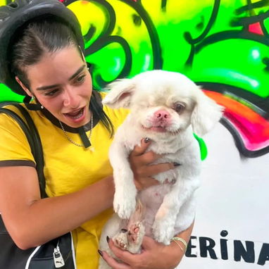 Estética canina en vedado - 4/5