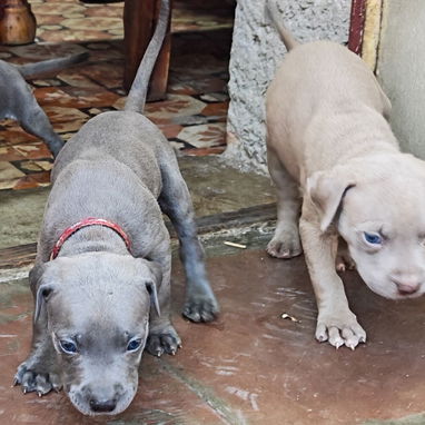 Perros Pitbull Qdan 3 Hembras y 1 Macho,1 Mes de Nacidos ya Están Vacunados Certificados...Centro Habana,Infanta y San J - 5/5