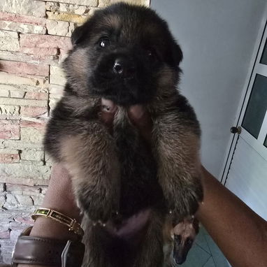 Cachorros de pastor alemán ,ambos sexos - Img 126211862
