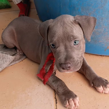 🐾 VARIEDAD DE RAZAS DISPONIBLES WHATSAPP 58746643 🐾 - 8/10