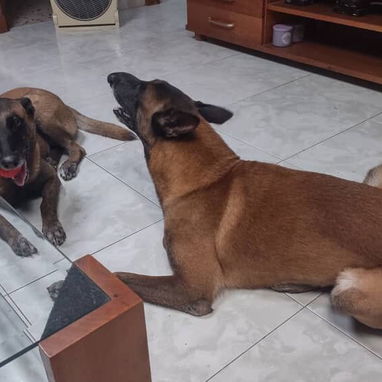 Cachorros.boxerpastor belga malinoe.husky.golde retrive chihuahua.bulldog frances.pitbull.yorky.salchicha.rowailer.labra - Img 124804832