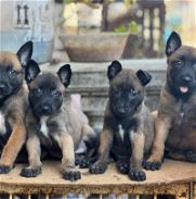 Hermosos cachorros Pastor belga Malinois hembras y lachos - Img 45687310