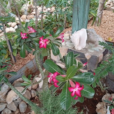 Plantas ornamentales de todo tipo - Img 99194840
