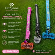 Collar para tu mascota - Img 56464658