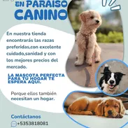 *_Todo lo que buscas en cachorro está aquí, Garantizamos calidad salud y bienestar a su mascotas._* bmkt - Img 54771930