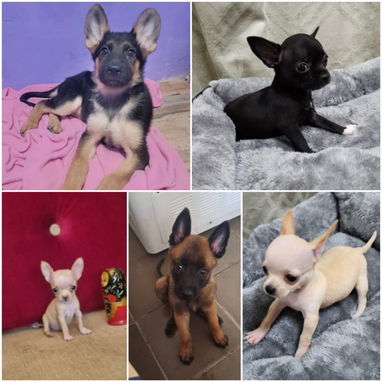 ((( VARIEDAD DE RAZAS CANINAS WHATSAPP 58746643 ))) - Img 125207800