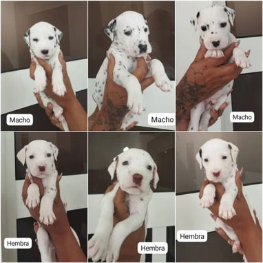 💜💜💜* 🐶¿BUSCAS UN CACHORRO?* TE AYUDAMOS A ENCONTRAR TÚ FIEL COMPAÑERO WHATSAPP 58746643 💜💜💜. - Img 125684556