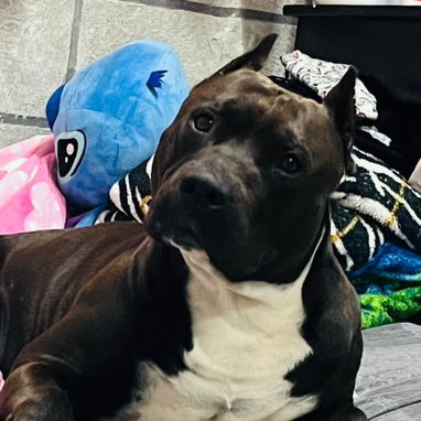 Cachorra pitbull 💕 - Img 125173525